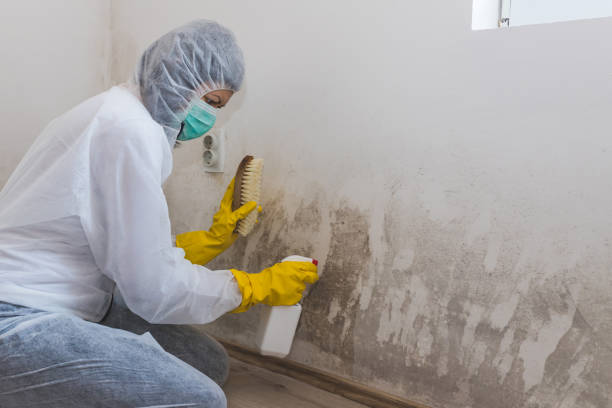 Best Residential Mold Remediation in Halfway, MD