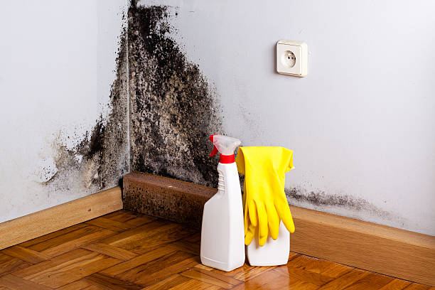 Best Basement Mold Remediation in Halfway, MD